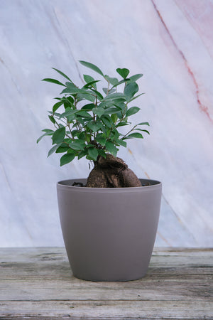 Ficus Ginseng Small