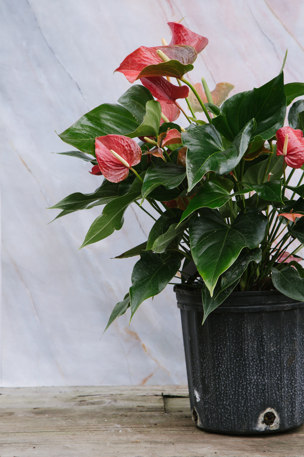 Anthurium Red Medium