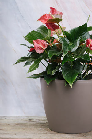 Anthurium Red Medium