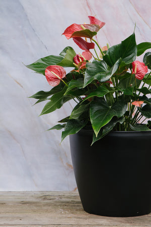 Anthurium Red Medium