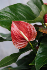 Anthurium Red Medium