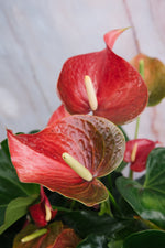 Anthurium Red Medium