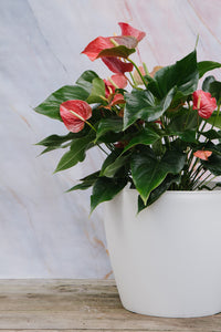 Anthurium Red Medium