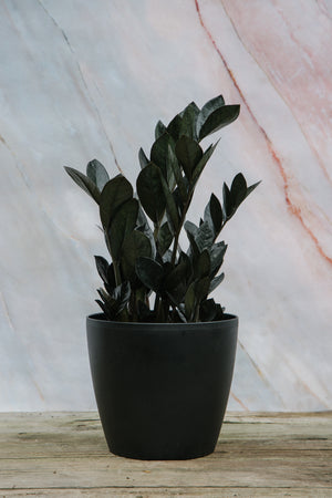 Zamioculcas Zamiifolia 'Raven' Medium