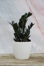 Zamioculcas Zamiifolia 'Raven' Medium