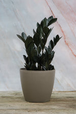 Zamioculcas Zamiifolia 'Raven' Medium