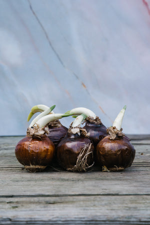 Paperwhites Bulbs