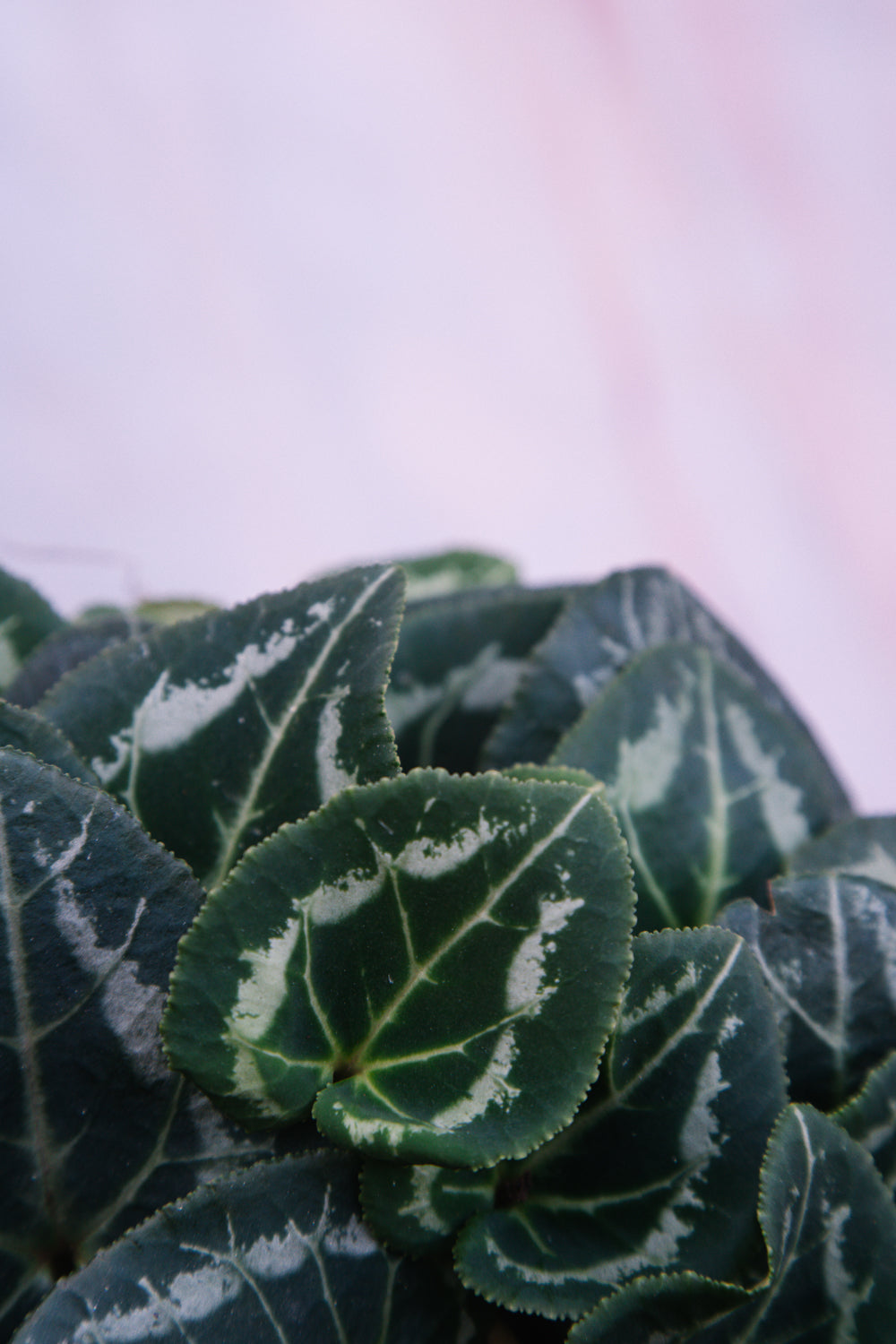 Cyclamen Lavender