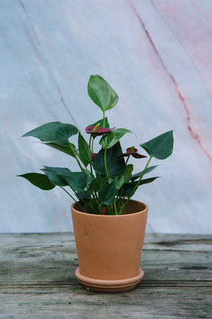 Anthurium Red Small