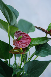 Anthurium Red Small