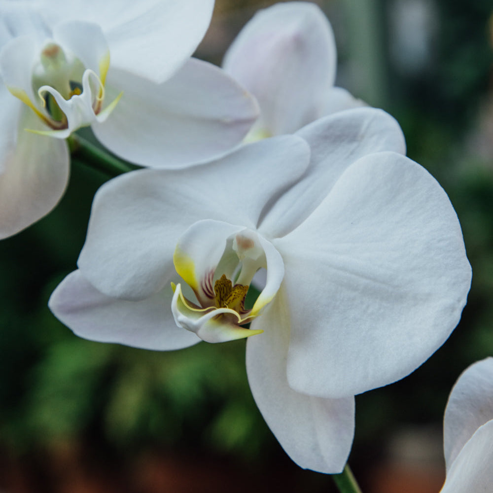 Phalaenopsis (Orchids)