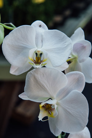 Phalaenopsis (Orchids)