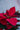 Red Poinsettia