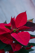 Red Poinsettia