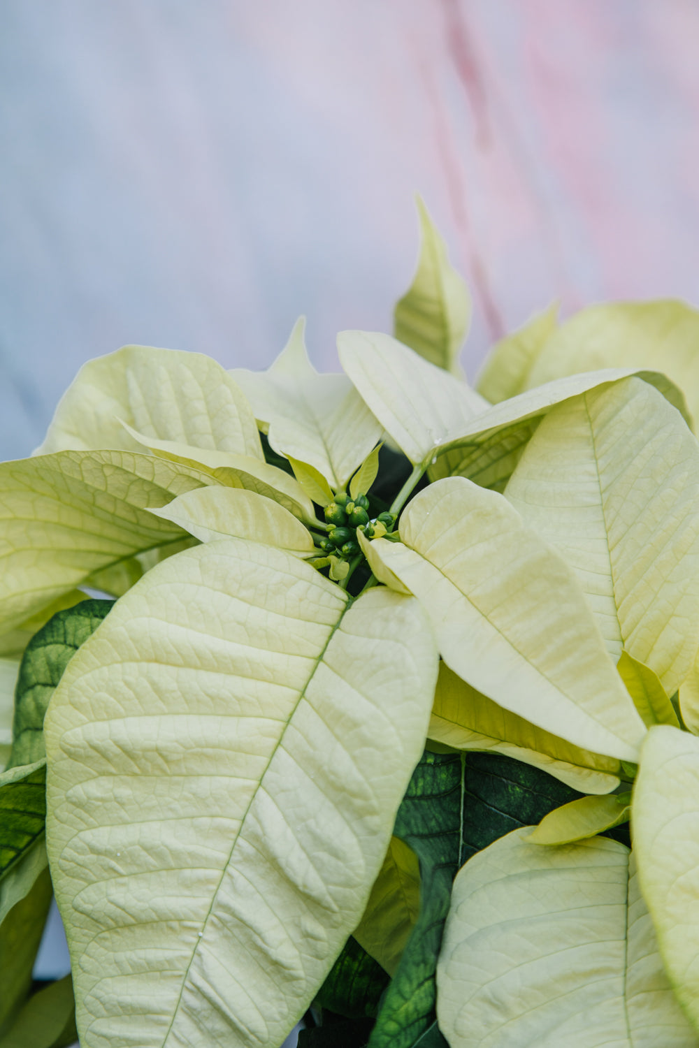 White Poinsettia