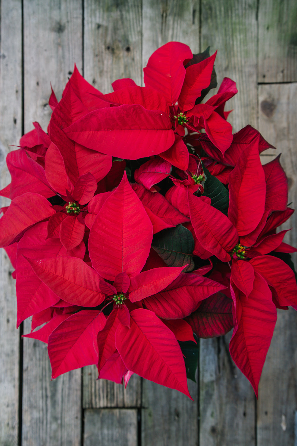 Red Poinsettia