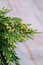 Oregon Incense Cedar Bunch