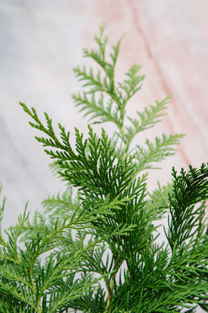 Oregon Port Orford Cedar Bunch