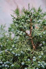 Oregon Juniper Bunch