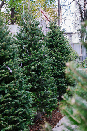 Fraser Fir Christmas Tree (5'-10')