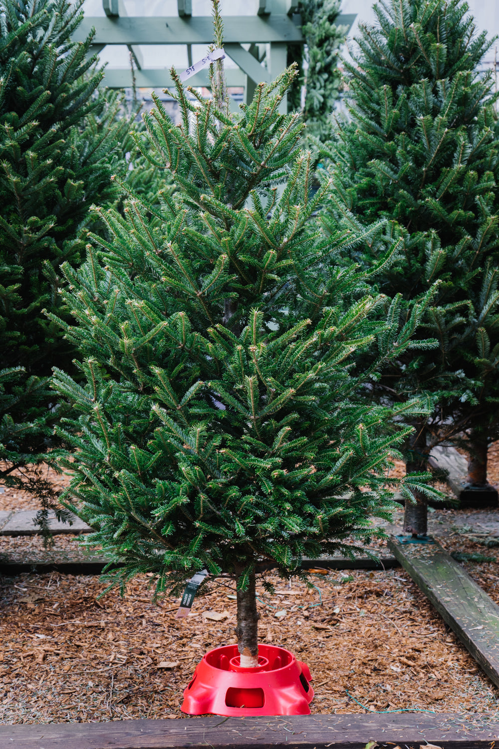 Fraser Fir Mini Christmas Tree (3'-4')