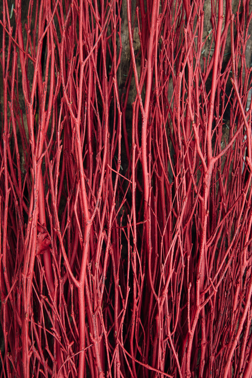 Red Painted Birch Stems