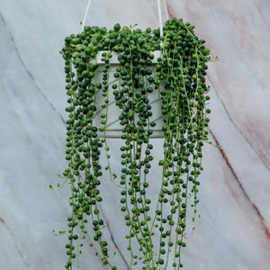 String of Pearls