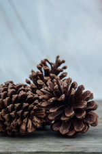 Pinecones