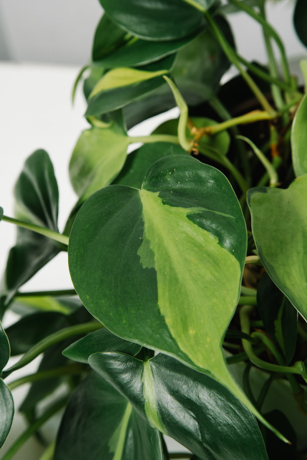 Philodendron Brazil Small