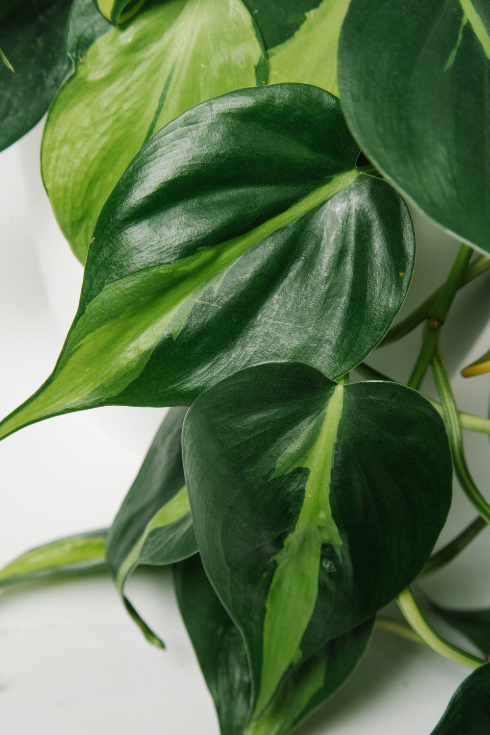 Philodendron Brazil Small