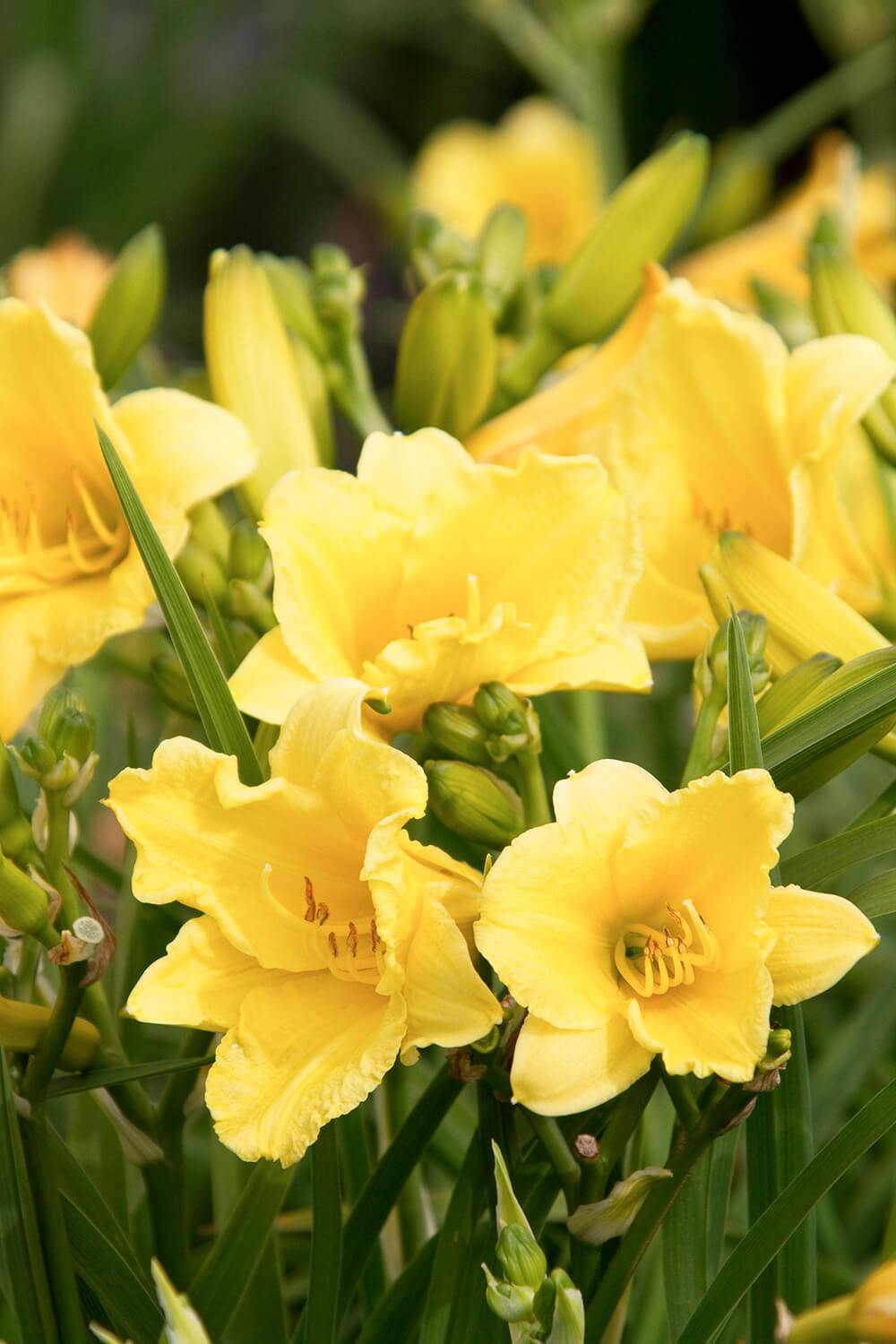 Daylily Happy Returns