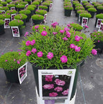 Dianthus Mountain Frost