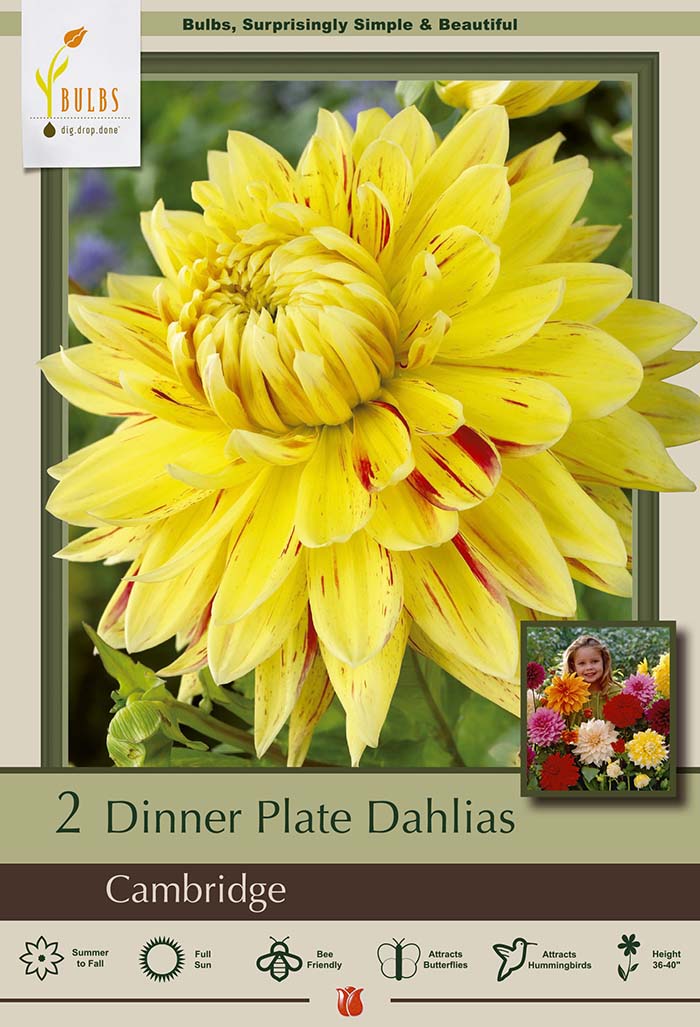 Dahlia Dinnerplate 'Cambridge' Tubers