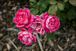 Rose Pink Double Knockout