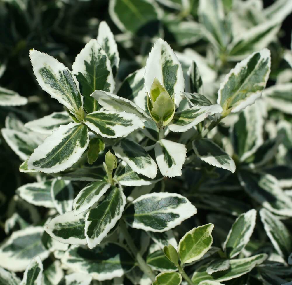 variegated euonymus ground cover