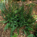 Christmas Fern