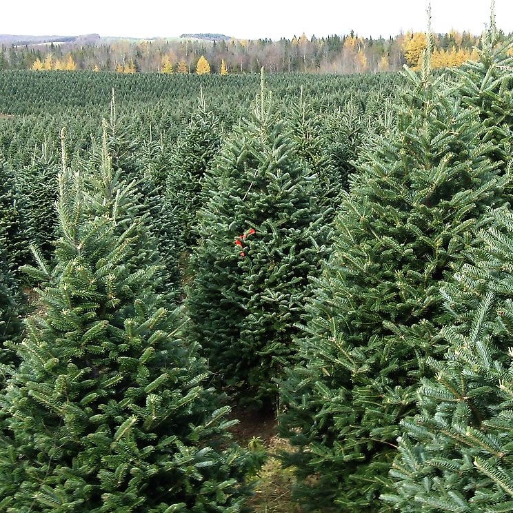 Fraser Fir Christmas Tree (5'-10')