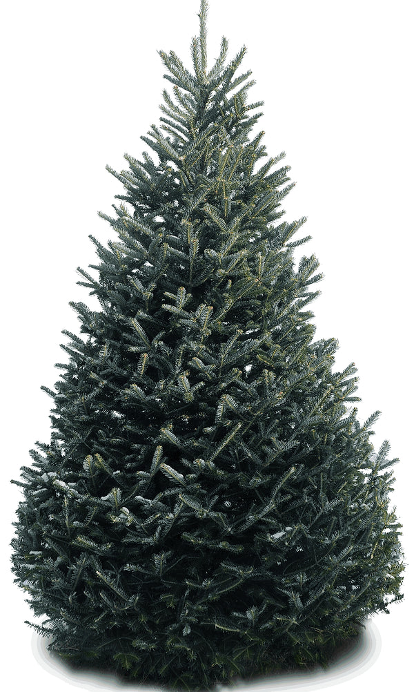 Fraser Fir Christmas Tree (5'-10')