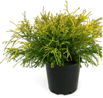 Gold Mop Cypress