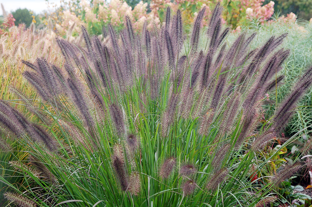Grass Ginger Love Pennisetum