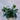 Rhaphidophora Decursiva (Dragon's Tail Philodendron)