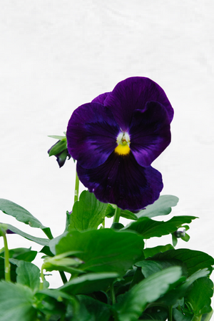 Pansy Purple 4 Pack