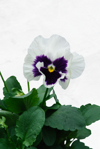 Pansy White 4 Pack