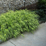 Grass Hakonechloa Aureola
