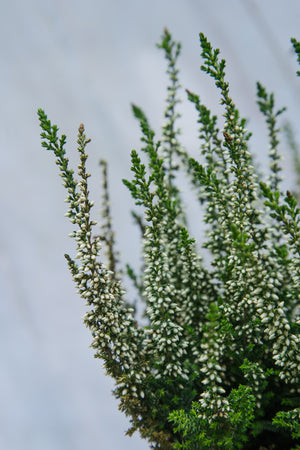 Heather Calluna White