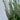Heather Calluna White