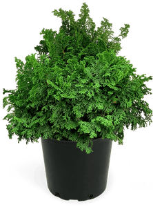 Dwarf Hinoki Cypress