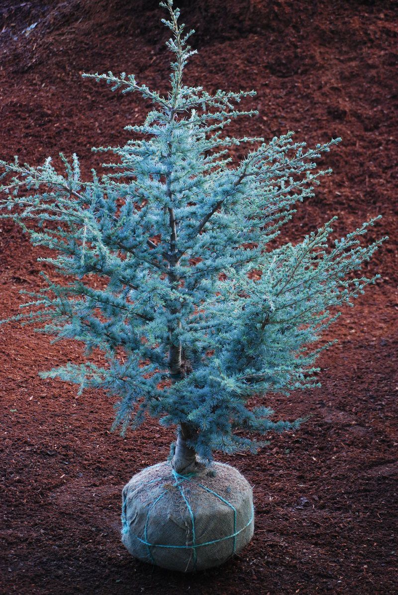 full grown blue atlas cedar