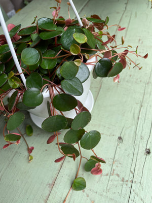 Peperomia Ruby Cascade Hanging Basket