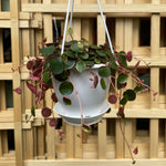 Peperomia Ruby Cascade Hanging Basket